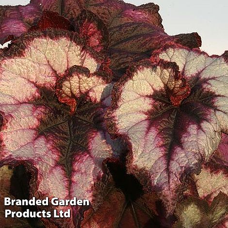 Begonia Blackberry Swirl
