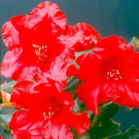 Rhododendron 'Baden-Baden'