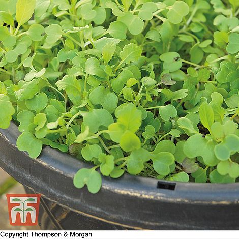 Salad Leaves 'Stir Fry Mixed' - Seeds