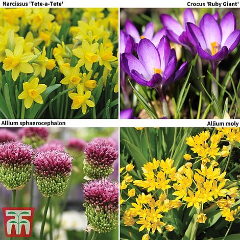 Spring Flowering Bulb Bonanza Collection | Thompson & Morgan