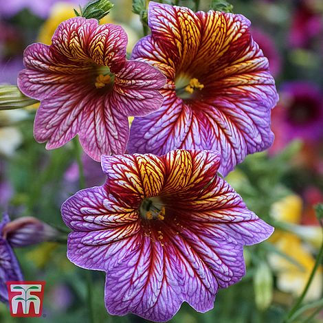 Salpiglossis sinuata 'Casino Mix' F1 - Seeds