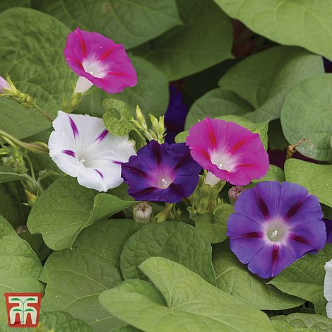 Morning Glory 'Mix' - Seeds