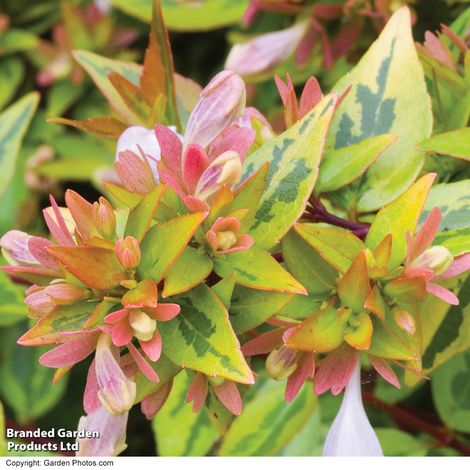 Abelia x grandiflora 'Kaleidoscope'