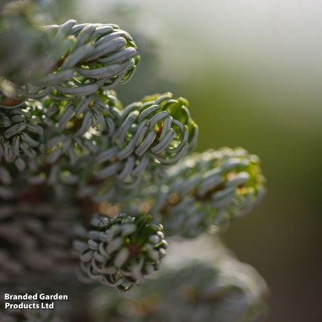 Abies koreana 'Kohouts Icebreaker'