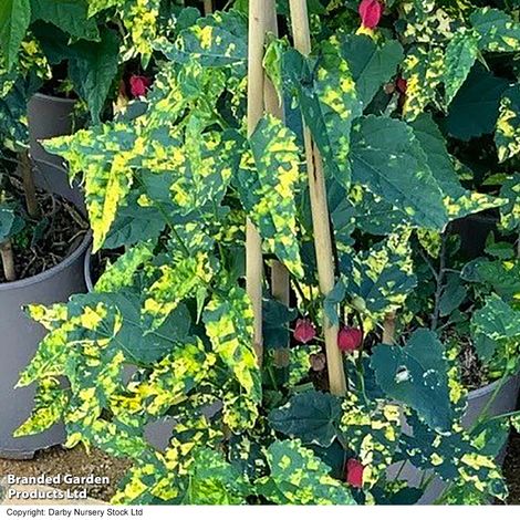 Abutilon megapotamicum 'Variegatum'