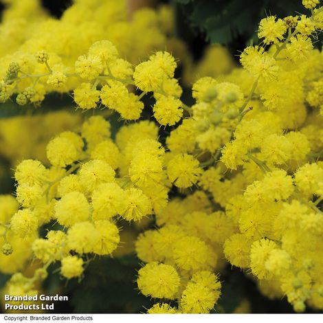 Acacia dealbata