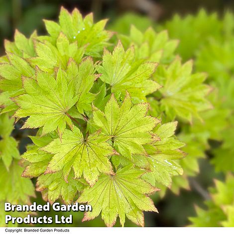 Acer Shirasawanum Aureum