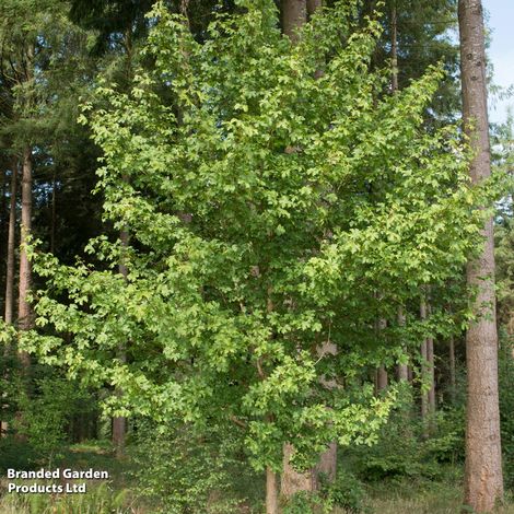 Acer campestre Elsrijk (Mature Tree)