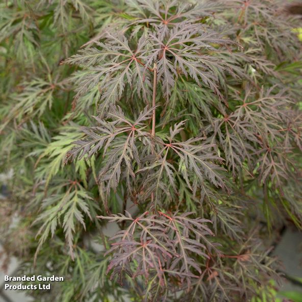 Acer palmatum Cascade Crimson