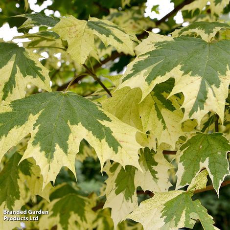 Acer platanoides Drummondii (Mature Tree)
