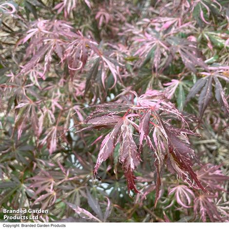 Acer palmatum Extravaganza