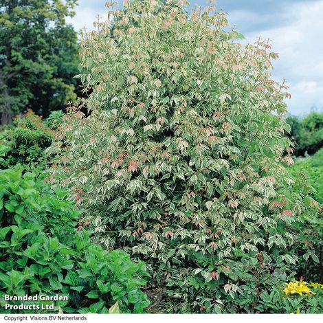 Acer negundo Flamingo (Mature Tree)