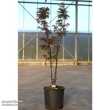 Acer palmatum Red Emperor