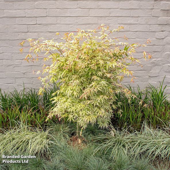Acer palmatum Ukigumo