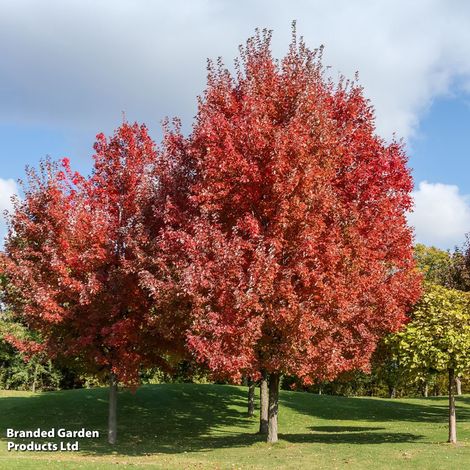 Acer palmatum var. dissectum Rubrum (Mature Tree)