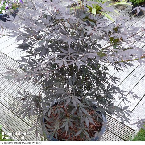 Acer palmatum 'Sumi-nagashi'