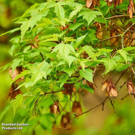 Acer tataricum ginnala (Mature Tree)