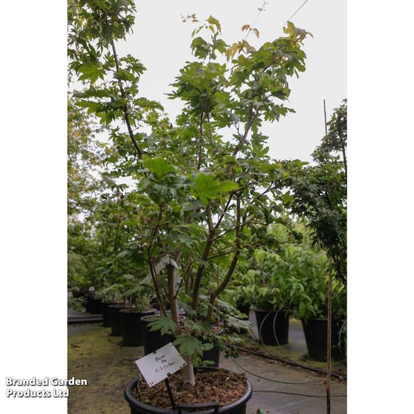 Acer japonicum Vitifolium