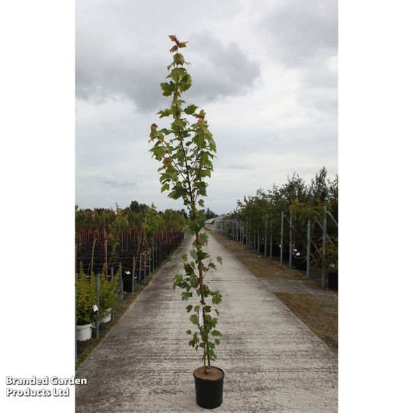 Acer campestre William Caldwell