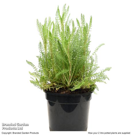 Achillea millefolium 'Tutti Frutti Pomegranate'