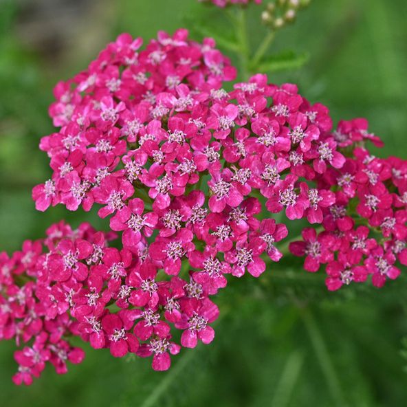 Achillea millefolium Red Beauty
