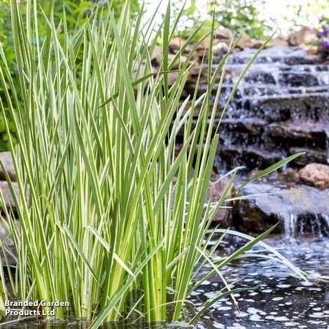Acorus calamus Variegata (Marginal Aquatic)