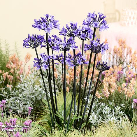 Agapanthus 'Black Arrow'