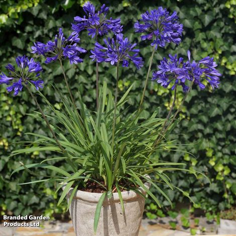 Agapanthus 'Brilliant Blue'