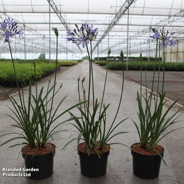 Agapanthus africanus Su Casa