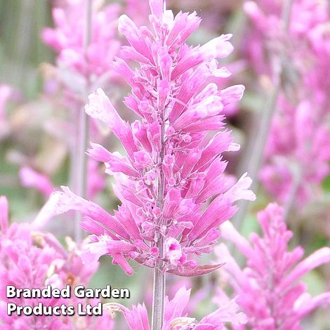 Agastache Bolero