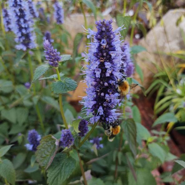 Agastache hybrida 'Astello Indigo' - Seeds