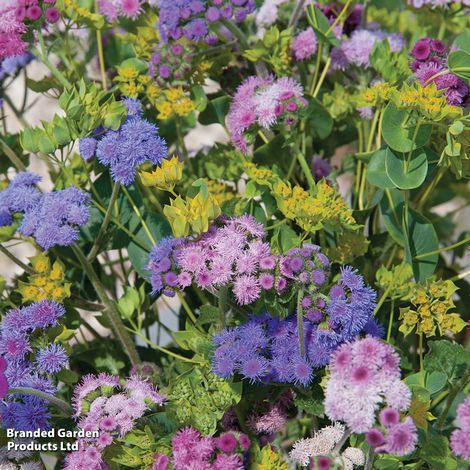 Ageratum houstonianum 'Timeless Mixed' - Seeds