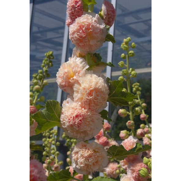 Hollyhock Chaters Double Chamois
