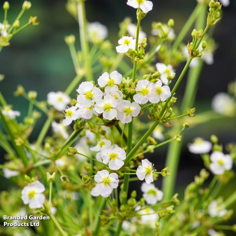 Alisma parviflora (Marginal Aquatic)