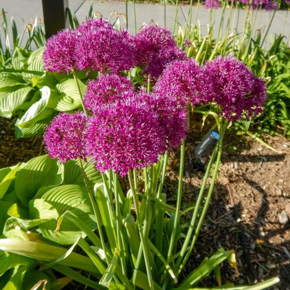 Allium hollandicum