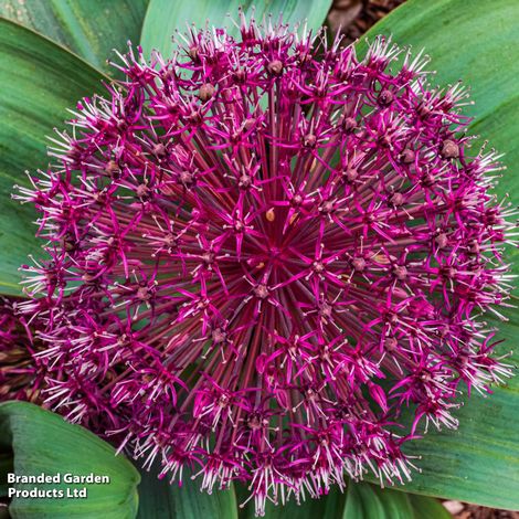 Allium nevskianum