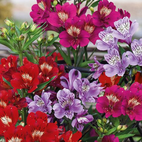 Alstroemeria Tree Everest Energy