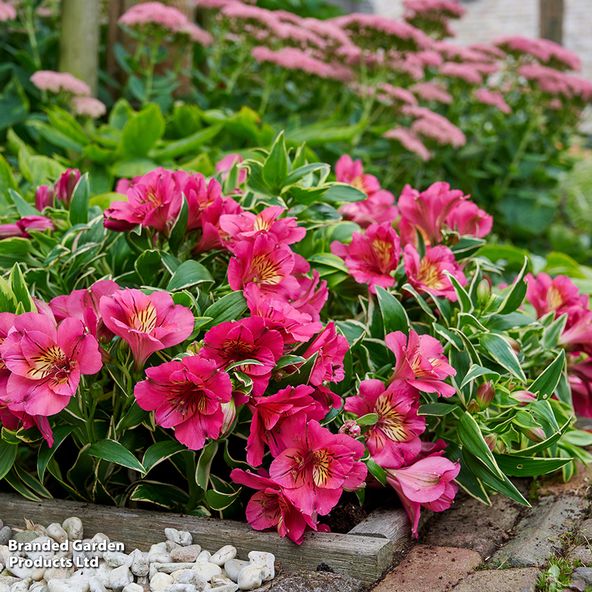 Alstroemeria inticancha River Valley
