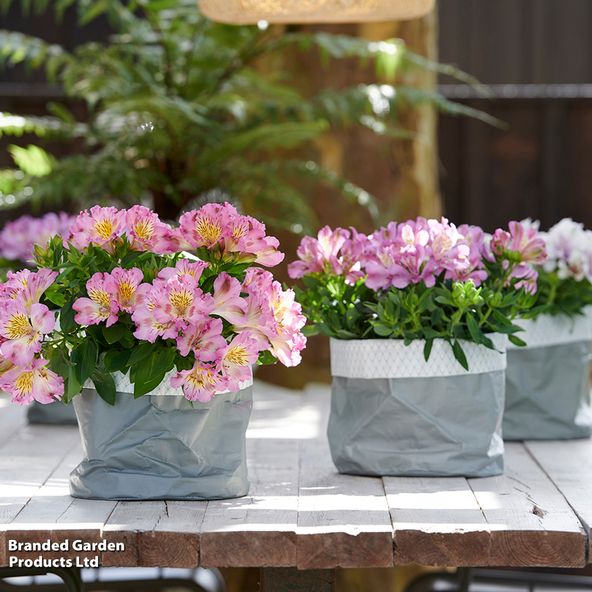 Alstroemeria 'Inticancha Sunshine'