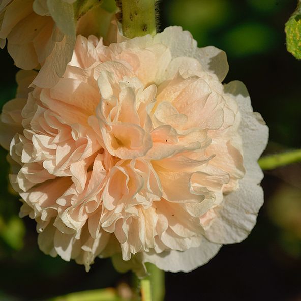 Hollyhock rosea 'Chaters Double Apricot'