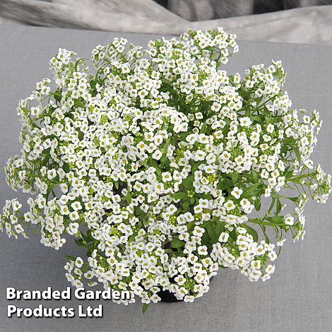 Alyssum Giga White - Seeds