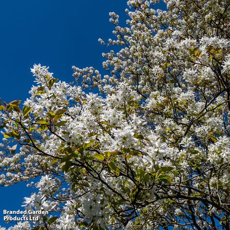 Amelanchier Ballerina (Mature Tree)