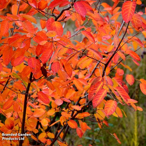 Amelanchier Rainbow Pillar (Mature Tree)