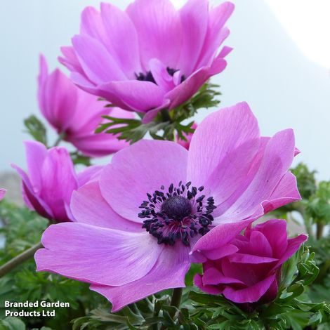 Anemone coronaria Harmony Orchid