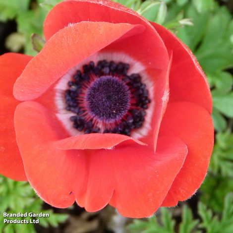Anemone coronaria Harmony Scarlet