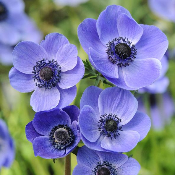 Anemone coronaria 'Mr Fokker' (De Caen Group)
