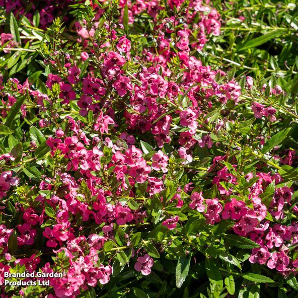 Angelonia Archangel Coral