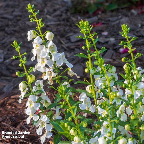 Angelonia Archangel White