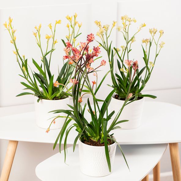 Anigozanthos Hybrids Mix