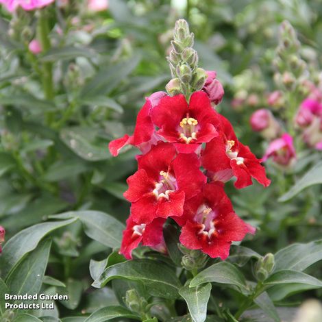 Antirrhinum majus 'Dazzling Lips Red'